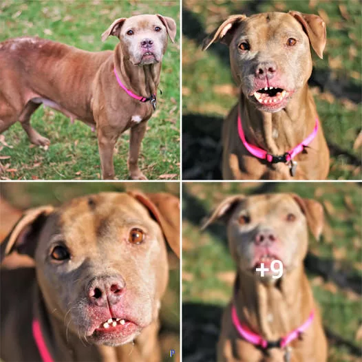 “Captivated by the Irresistible Grin of a Rescued Furry Friend”