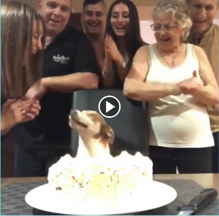 A Pawsitively Joyful Surprise: Celebrating the Four-Legged Family Member’s Birthday in Style